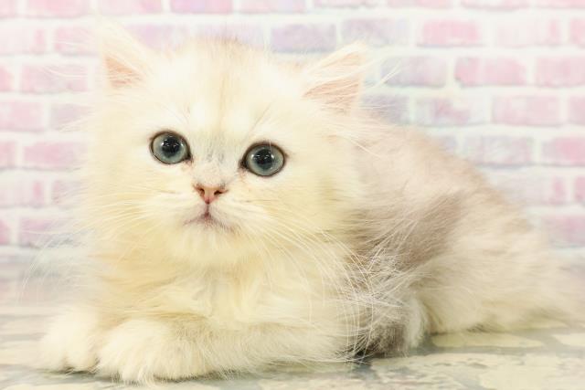 群馬県のミヌエット (Coo&RIKU藤岡店/2025年9月19日生まれ/男の子/シルバーマッカレルタビー)の子猫の2枚目の画像