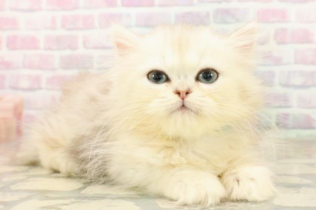 群馬県のミヌエット (Coo&RIKU藤岡店/2025年9月19日生まれ/男の子/シルバーマッカレルタビー)の子猫の3枚目の画像