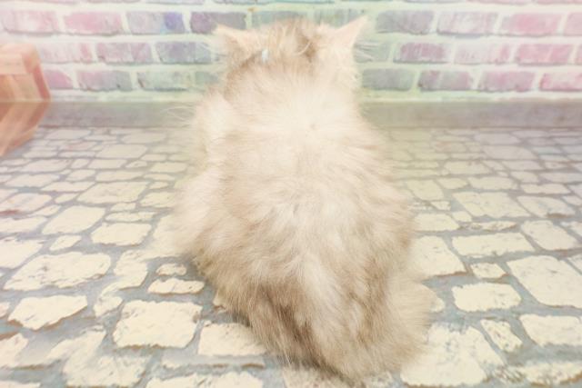 群馬県のミヌエット (Coo&RIKU藤岡店/2025年9月19日生まれ/男の子/シルバーマッカレルタビー)の子猫の4枚目の画像