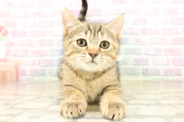 北海道のマンチカン (Coo&RIKU苫小牧店/2025年9月24日生まれ/女の子/ブラウンパッチドタビー)の子猫の1枚目の画像