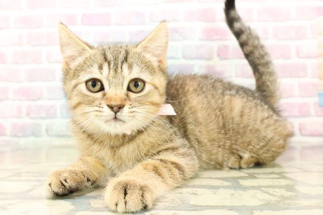 北海道のマンチカン (Coo&RIKU苫小牧店/2025年9月24日生まれ/女の子/ブラウンパッチドタビー)の子猫の2枚目の画像