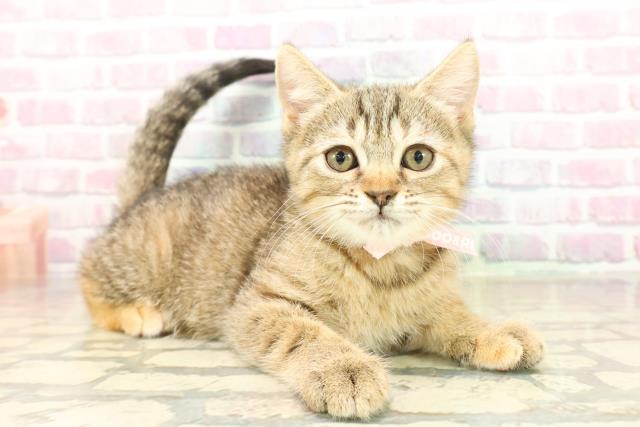 北海道のマンチカン (Coo&RIKU苫小牧店/2025年9月24日生まれ/女の子/ブラウンパッチドタビー)の子猫の3枚目の画像