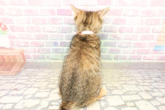 北海道のマンチカン (Coo&RIKU苫小牧店/2025年9月24日生まれ/女の子/ブラウンパッチドタビー)の子猫の4枚目の画像