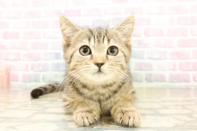 北海道のマンチカン (Coo&RIKU函館店/2025年9月24日生まれ/女の子/ブラウンタビー)の子猫の1枚目の画像