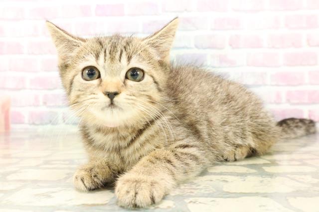 北海道のマンチカン (Coo&RIKU函館店/2025年9月24日生まれ/女の子/ブラウンタビー)の子猫の2枚目の画像