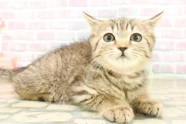 北海道のマンチカン (Coo&RIKU函館店/2025年9月24日生まれ/女の子/ブラウンタビー)の子猫の3枚目の画像