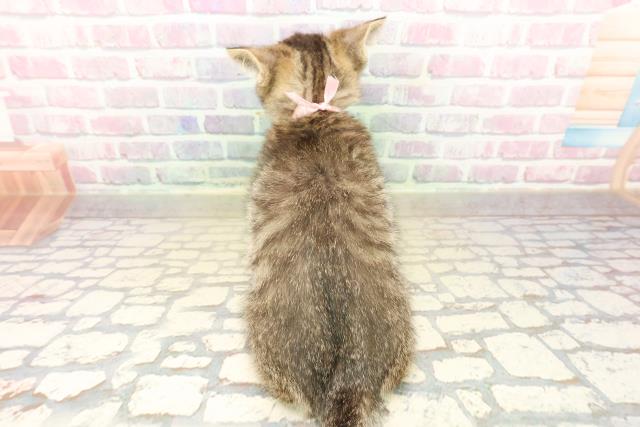 北海道のマンチカン (Coo&RIKU函館店/2025年9月24日生まれ/女の子/ブラウンタビー)の子猫の4枚目の画像