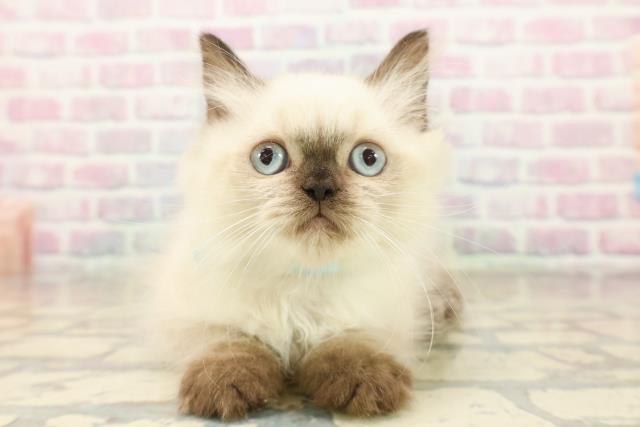 埼玉県のヒマラヤン (Coo&RIKU所沢店/2025年9月26日生まれ/男の子/シールポイント)の子猫の1枚目の画像