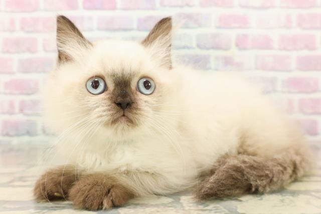 埼玉県のヒマラヤン (Coo&RIKU所沢店/2025年9月26日生まれ/男の子/シールポイント)の子猫の2枚目の画像