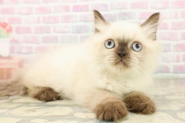 埼玉県のヒマラヤン (Coo&RIKU所沢店/2025年9月26日生まれ/男の子/シールポイント)の子猫の3枚目の画像