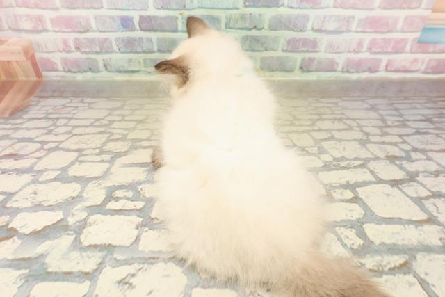 埼玉県のヒマラヤン (Coo&RIKU所沢店/2025年9月26日生まれ/男の子/シールポイント)の子猫の4枚目の画像