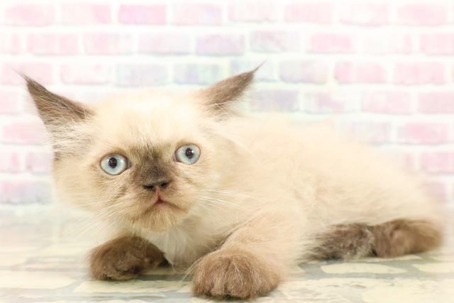 千葉県のヒマラヤン (Coo&RIKU木更津店/2025年9月30日生まれ/男の子/シールポイント)の子猫の2枚目の画像