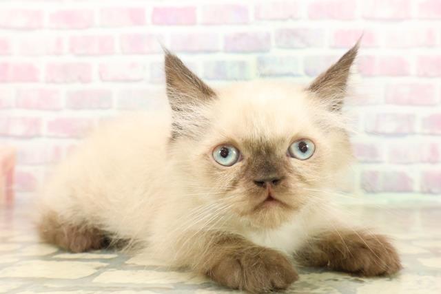 千葉県のヒマラヤン (Coo&RIKU木更津店/2025年9月30日生まれ/男の子/シールポイント)の子猫の3枚目の画像