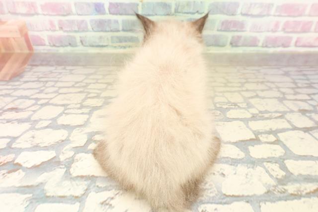 千葉県のヒマラヤン (Coo&RIKU木更津店/2025年9月30日生まれ/男の子/シールポイント)の子猫の4枚目の画像