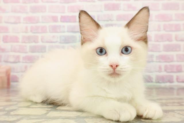 千葉県のラグドール (Coo&RIKU木更津店/2025年9月20日生まれ/女の子/シールポイントバイカラー)の子猫の3枚目の画像