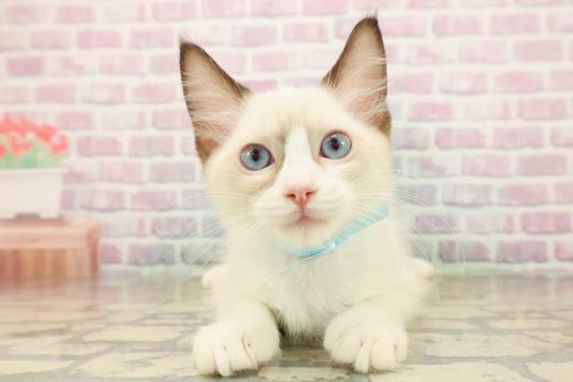 埼玉県のラグドール (Coo&RIKU所沢店/2025年9月20日生まれ/男の子/シールポイントバイカラー)の子猫の1枚目の画像