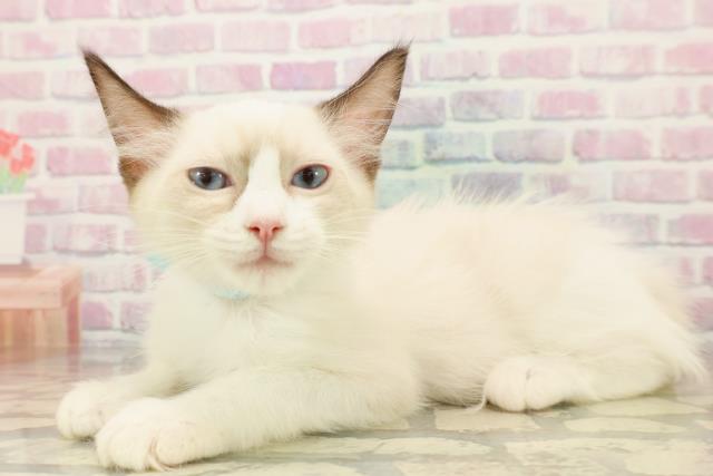 埼玉県のラグドール (Coo&RIKU所沢店/2025年9月20日生まれ/男の子/シールポイントバイカラー)の子猫の2枚目の画像