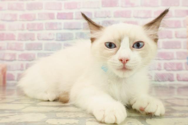 埼玉県のラグドール (Coo&RIKU所沢店/2025年9月20日生まれ/男の子/シールポイントバイカラー)の子猫の3枚目の画像