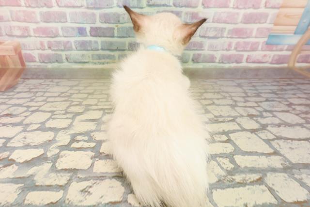 埼玉県のラグドール (Coo&RIKU所沢店/2025年9月20日生まれ/男の子/シールポイントバイカラー)の子猫の4枚目の画像