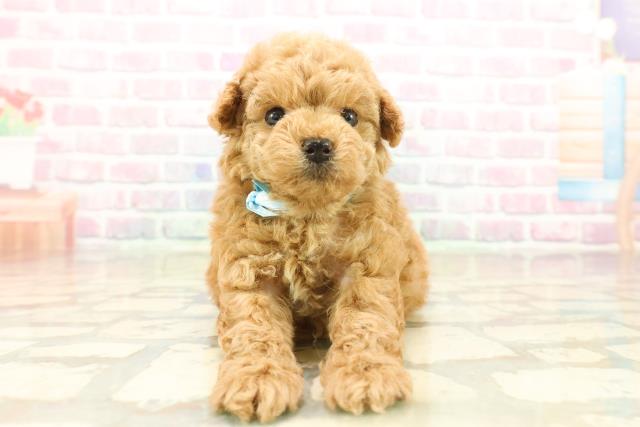 東京都のトイプードル(ティーカップ) (Coo&RIKU中野サンモール店/2025年10月12日生まれ/男の子/レッド)の子犬の1枚目の画像