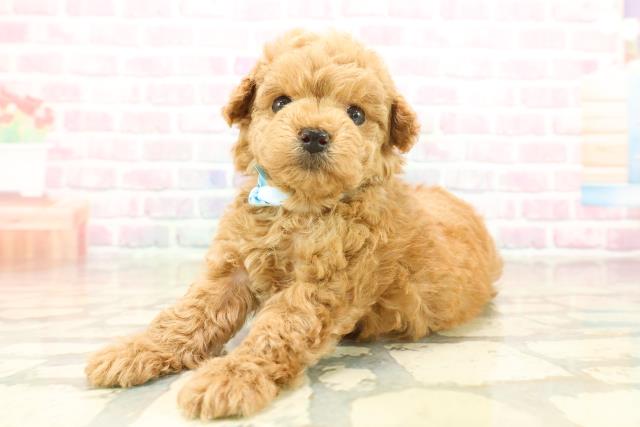 東京都のトイプードル(ティーカップ) (Coo&RIKU中野サンモール店/2025年10月12日生まれ/男の子/レッド)の子犬の2枚目の画像