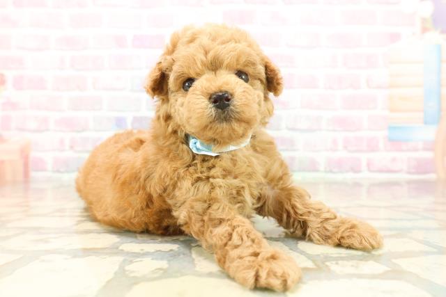 東京都のトイプードル(ティーカップ) (Coo&RIKU中野サンモール店/2025年10月12日生まれ/男の子/レッド)の子犬の3枚目の画像