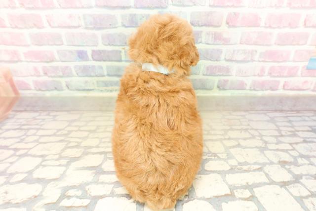 東京都のトイプードル(ティーカップ) (Coo&RIKU中野サンモール店/2025年10月12日生まれ/男の子/レッド)の子犬の4枚目の画像