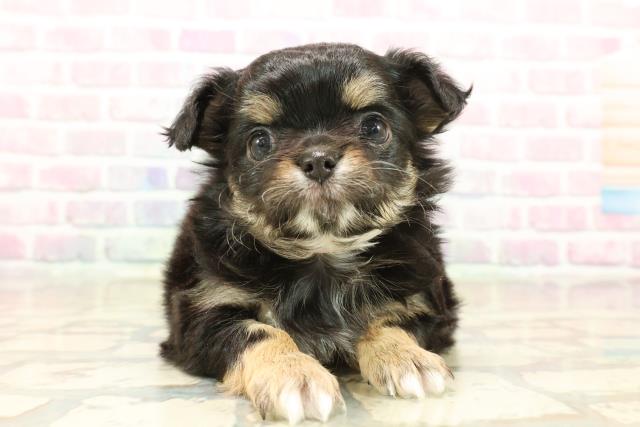 群馬県のチワワ(ロング) (Coo&RIKU藤岡店/2025年10月10日生まれ/女の子/ブラックタン)の子犬の1枚目の画像