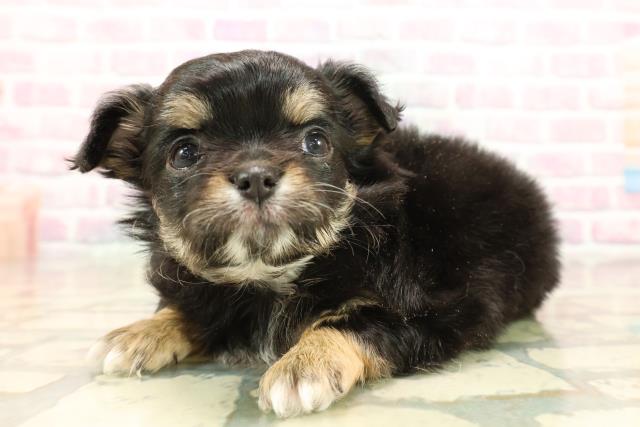 群馬県のチワワ(ロング) (Coo&RIKU藤岡店/2025年10月10日生まれ/女の子/ブラックタン)の子犬の2枚目の画像