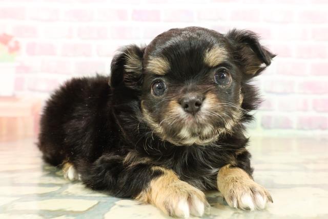 群馬県のチワワ(ロング) (Coo&RIKU藤岡店/2025年10月10日生まれ/女の子/ブラックタン)の子犬の3枚目の画像