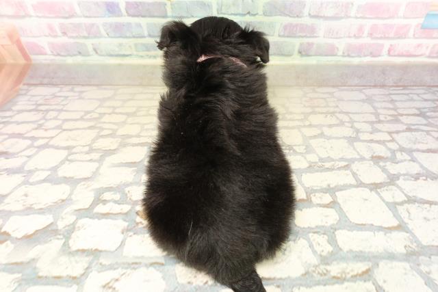 群馬県のチワワ(ロング) (Coo&RIKU藤岡店/2025年10月10日生まれ/女の子/ブラックタン)の子犬の4枚目の画像