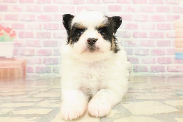 福島県のポメチワ/チワポメ/ポメチー(ポメラニアン×チワワ) (Coo&RIKU会津若松店/2025年10月10日生まれ/女の子/ホワイトブラックタン)の子犬の1枚目の画像