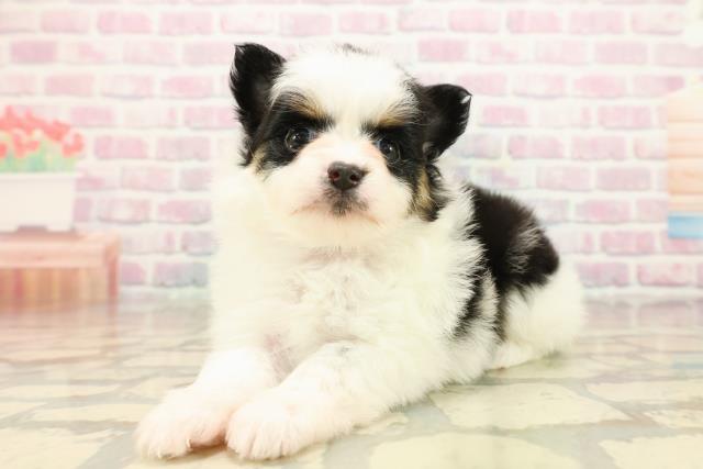 福島県のポメチワ/チワポメ/ポメチー(ポメラニアン×チワワ) (Coo&RIKU会津若松店/2025年10月10日生まれ/女の子/ホワイトブラックタン)の子犬の2枚目の画像