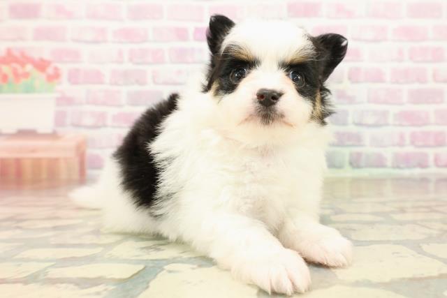 福島県のポメチワ/チワポメ/ポメチー(ポメラニアン×チワワ) (Coo&RIKU会津若松店/2025年10月10日生まれ/女の子/ホワイトブラックタン)の子犬の3枚目の画像