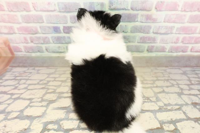 福島県のポメチワ/チワポメ/ポメチー(ポメラニアン×チワワ) (Coo&RIKU会津若松店/2025年10月10日生まれ/女の子/ホワイトブラックタン)の子犬の4枚目の画像