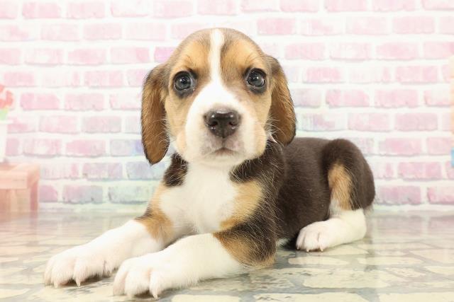 北海道のビーグル (Coo&RIKU函館店/2025年10月12日生まれ/女の子/ブラックタンホワイト)の子犬の2枚目の画像