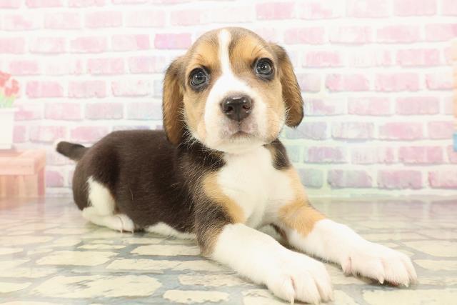 北海道のビーグル (Coo&RIKU函館店/2025年10月12日生まれ/女の子/ブラックタンホワイト)の子犬の3枚目の画像