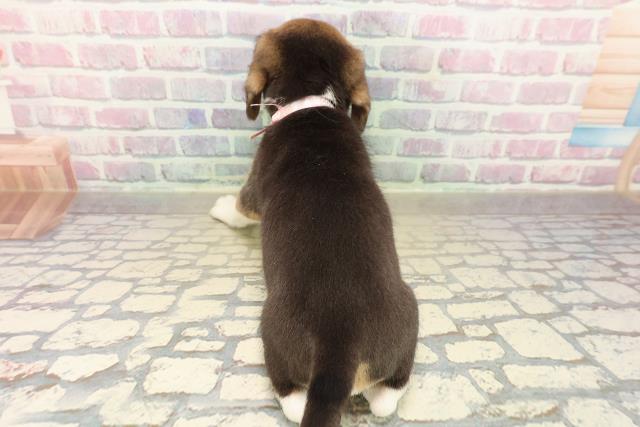 北海道のビーグル (Coo&RIKU函館店/2025年10月12日生まれ/女の子/ブラックタンホワイト)の子犬の4枚目の画像