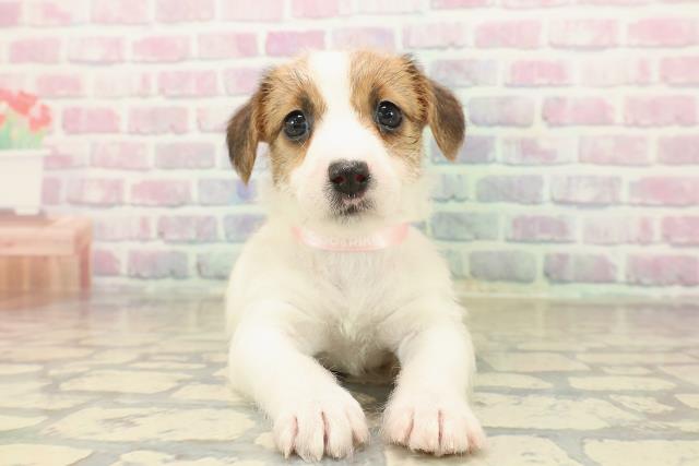 新潟県のジャックラッセルテリア (Coo&RIKU上越店/2025年10月12日生まれ/女の子/ホワイトタン)の子犬の1枚目の画像