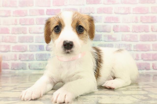 新潟県のジャックラッセルテリア (Coo&RIKU上越店/2025年10月12日生まれ/女の子/ホワイトタン)の子犬の2枚目の画像