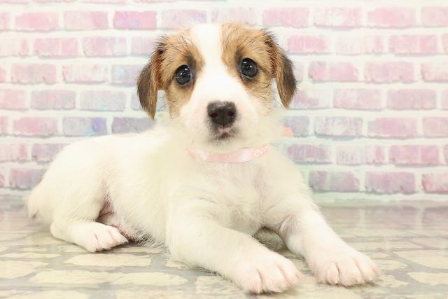 新潟県のジャックラッセルテリア (Coo&RIKU上越店/2025年10月12日生まれ/女の子/ホワイトタン)の子犬の3枚目の画像