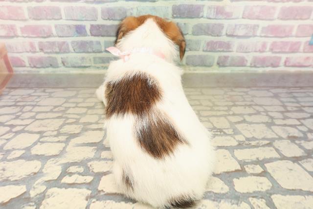 新潟県のジャックラッセルテリア (Coo&RIKU上越店/2025年10月12日生まれ/女の子/ホワイトタン)の子犬の4枚目の画像