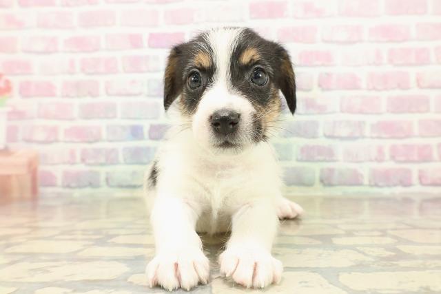 富山県のジャックラッセルテリア (Coo&RIKU富山店/2025年10月12日生まれ/男の子/ブラックタンホワイト)の子犬の1枚目の画像