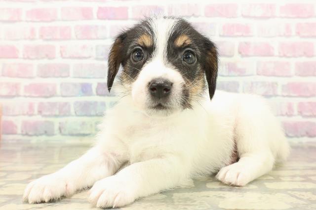 富山県のジャックラッセルテリア (Coo&RIKU富山店/2025年10月12日生まれ/男の子/ブラックタンホワイト)の子犬の2枚目の画像