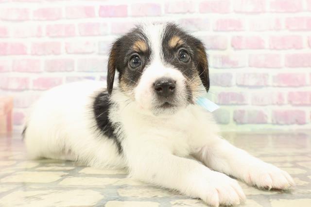 富山県のジャックラッセルテリア (Coo&RIKU富山店/2025年10月12日生まれ/男の子/ブラックタンホワイト)の子犬の3枚目の画像