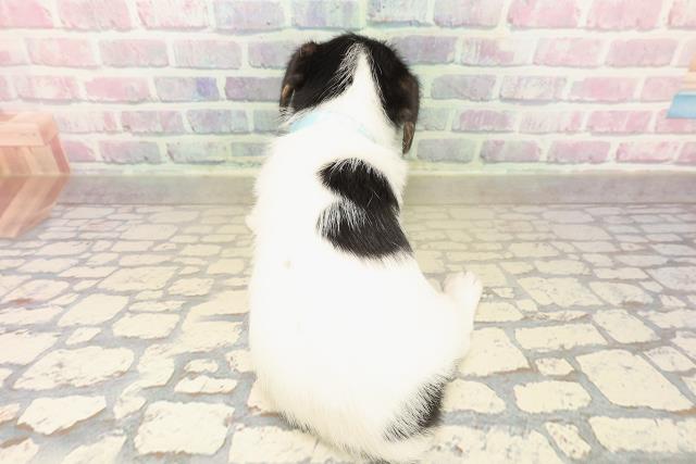 富山県のジャックラッセルテリア (Coo&RIKU富山店/2025年10月12日生まれ/男の子/ブラックタンホワイト)の子犬の4枚目の画像