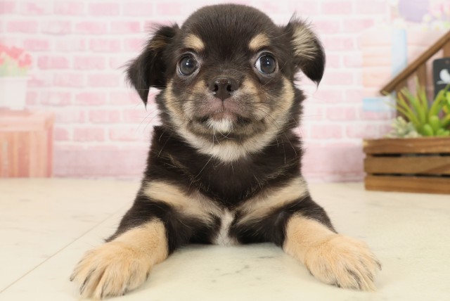 高知県のチワワ(ロング) (Coo&RIKU高知御座店/2025年10月9日生まれ/男の子/ブラックタンホワイト)の子犬の1枚目の画像