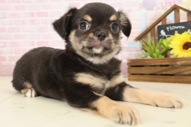 高知県のチワワ(ロング) (Coo&RIKU高知御座店/2025年10月9日生まれ/男の子/ブラックタンホワイト)の子犬の2枚目の画像