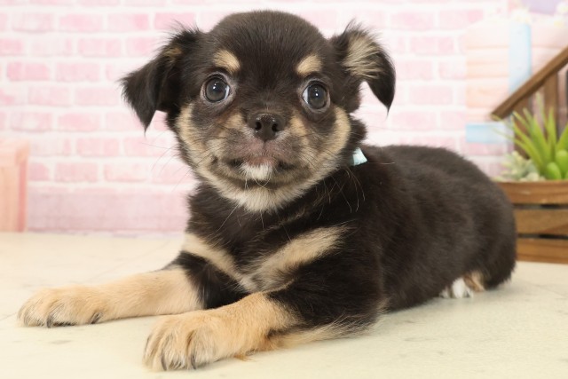 高知県のチワワ(ロング) (Coo&RIKU高知御座店/2025年10月9日生まれ/男の子/ブラックタンホワイト)の子犬の3枚目の画像