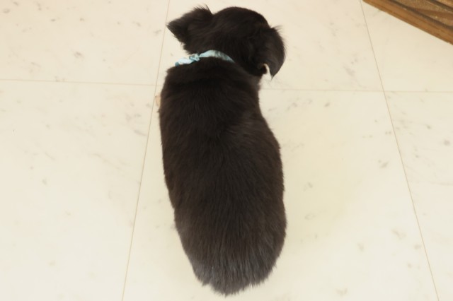 高知県のチワワ(ロング) (Coo&RIKU高知御座店/2025年10月9日生まれ/男の子/ブラックタンホワイト)の子犬の4枚目の画像